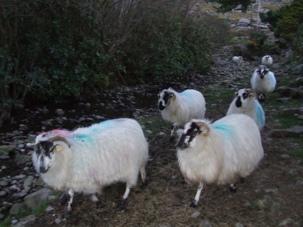 Rockfield House B&B Killarney Luaran gambar