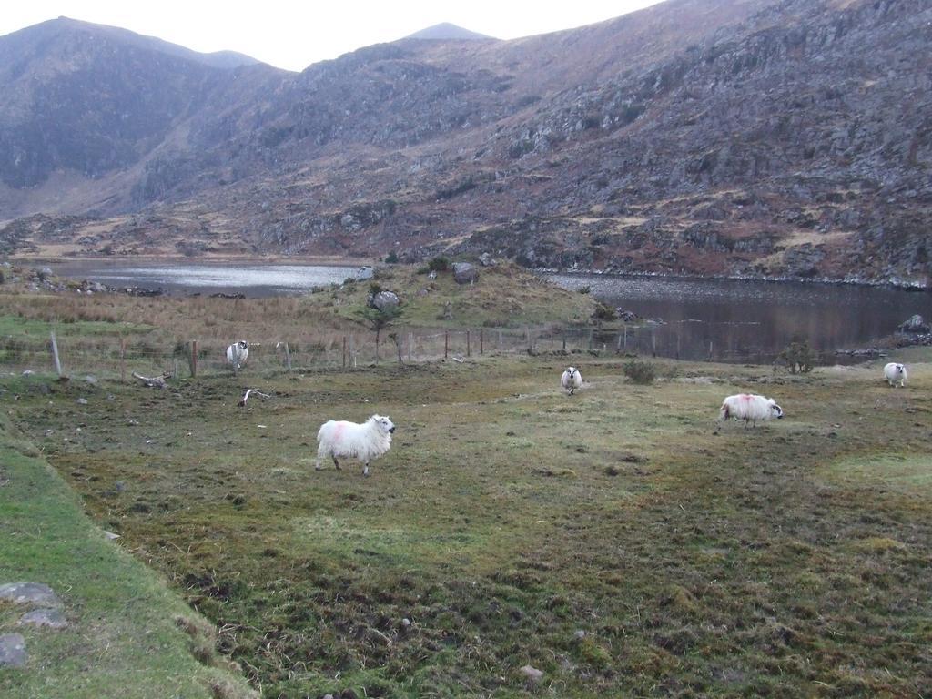 Rockfield House B&B Killarney Luaran gambar